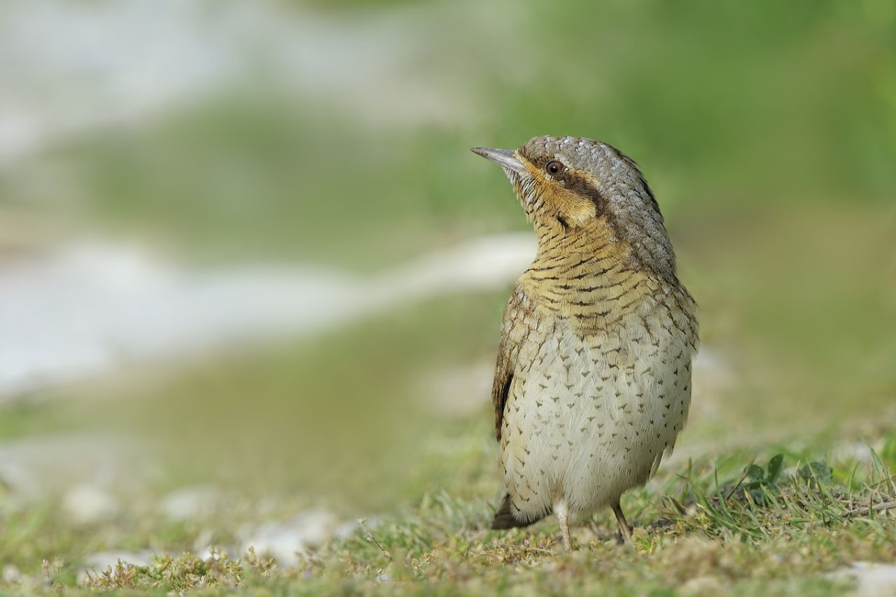 Torcicollo (Jynx torquilla)